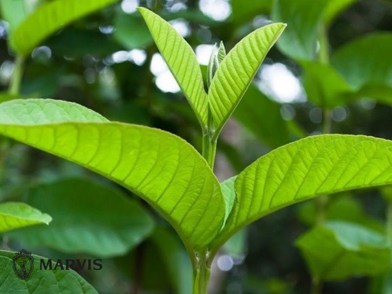 chữa răng ê buốt tại nhà