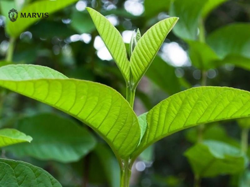 Cách trị ê buốt răng dân gian