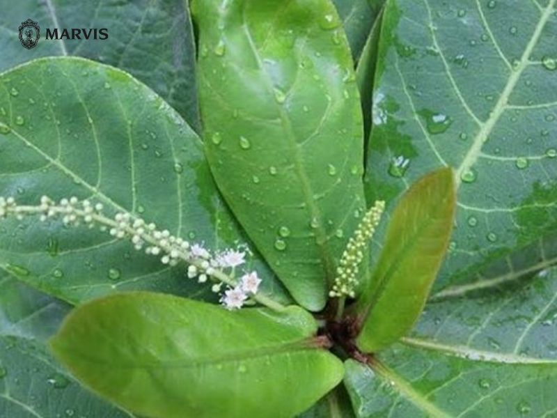 Cách trị ê buốt răng dân gian