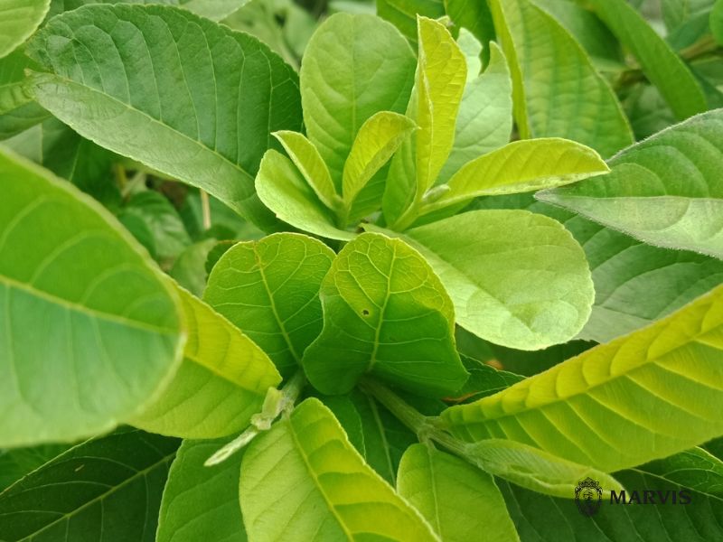 Trị sâu răng vĩnh viễn tại nhà