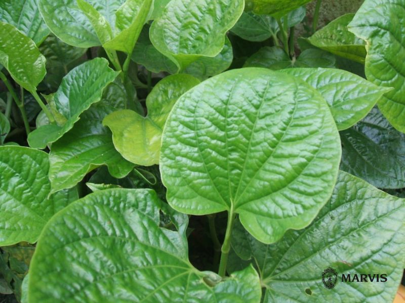 Trị sâu răng vĩnh viễn tại nhà